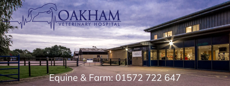 Oakham Veterinary Hospital Equine